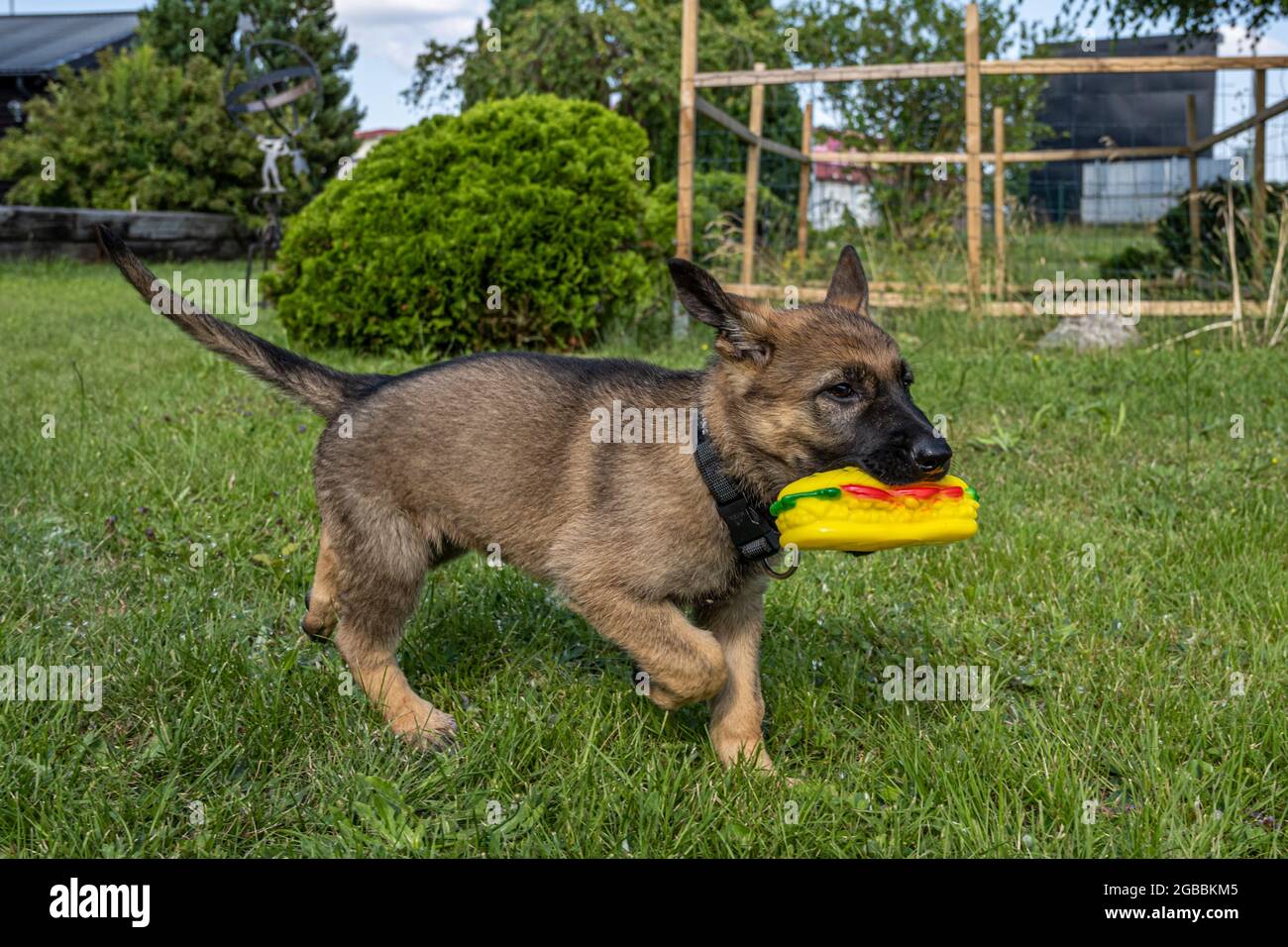 Toy german shepherd breed cheap