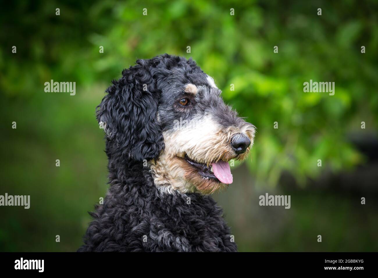 Black royal cheap poodle