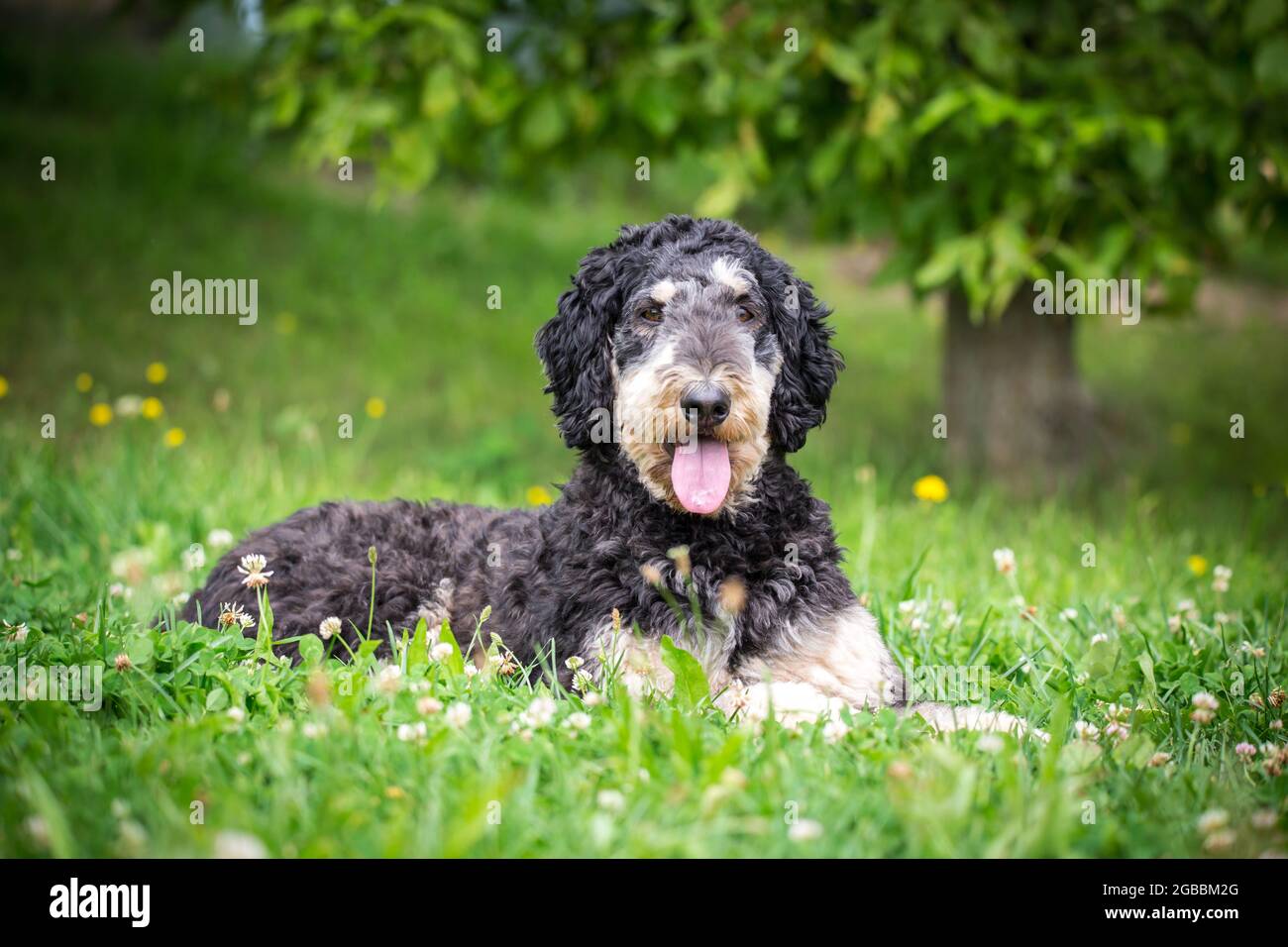 Black and tan Royal Poodle Stock Photo - Alamy