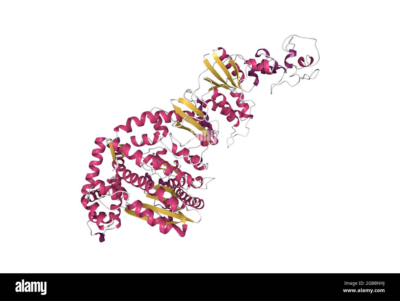 Structure of Taq DNA polymenrase, 3D cartoon model, secondary structure color scheme, based on PDB 1taq, white background Stock Photo