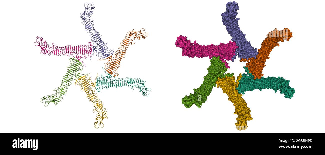 Helicobacter pylori Vacuolating Cytotoxin A Oligomeric Assembly 1, 3D cartoon and Gaussian surface models, chain id color scheme, based on PDB 6nyf Stock Photo