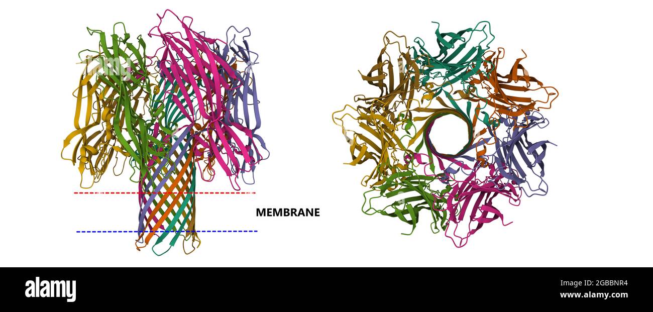 Crystal structure of alpha-hemolysin, 3D cartoon model in two purpendicular projections, chain id color scheme, based on PDB 3anz, white background Stock Photo
