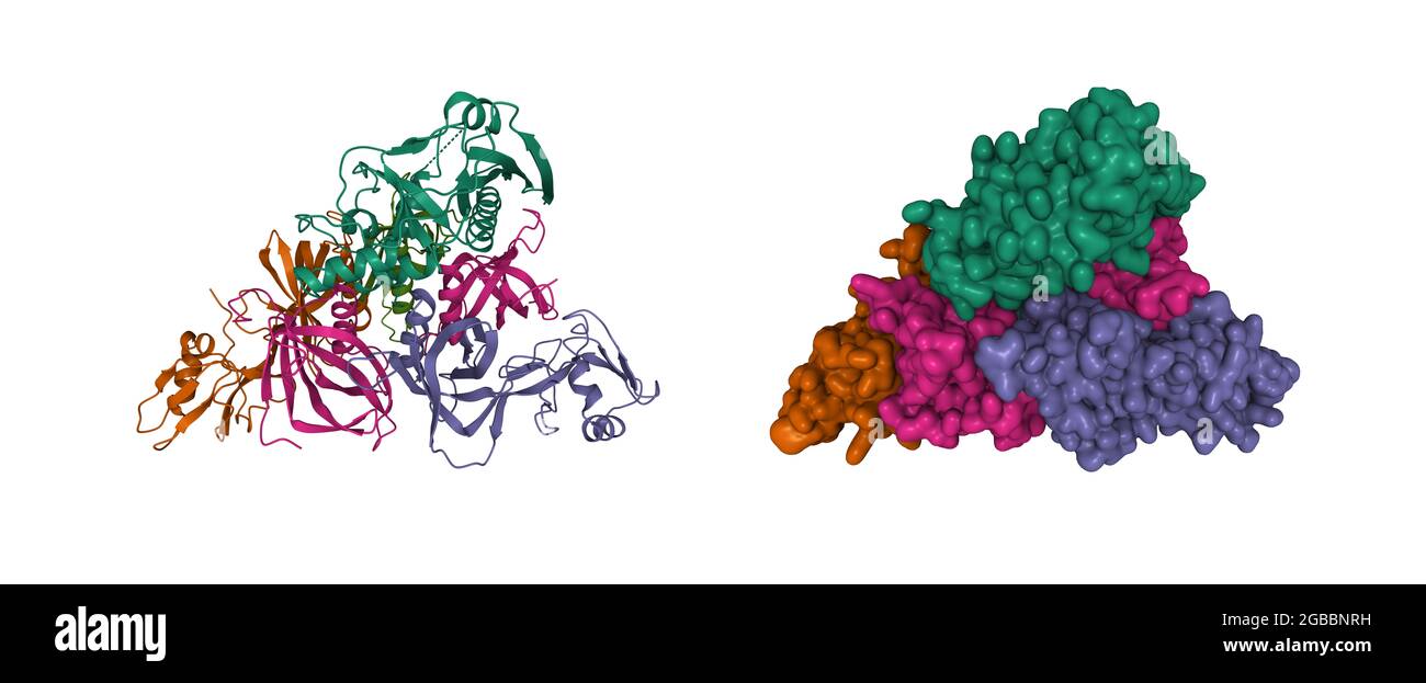 Structure of pertussis toxin, 3D cartoon and Gaussian surface model isolated, subunit id color scheme, based on PDB 1prt, white background Stock Photo