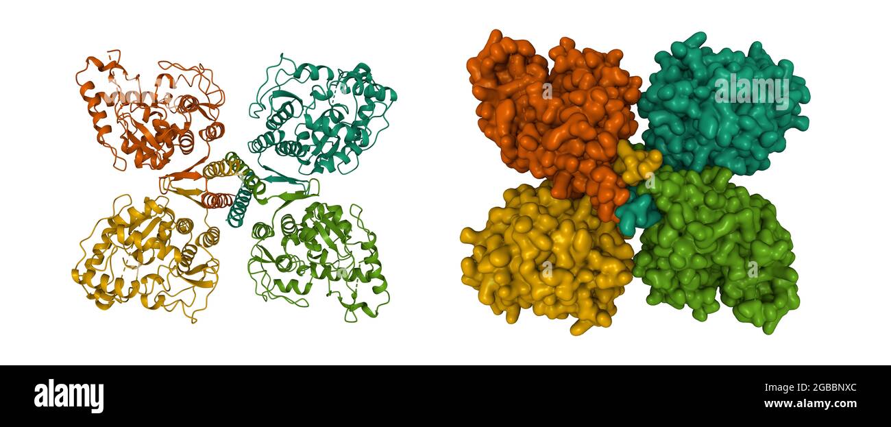 Structure of phenylalanine hydroxylase tetramer, an enzyme implicated in phenylketonuria, 3D cartoon and Gaussian surface models, based on PDB 2pah Stock Photo