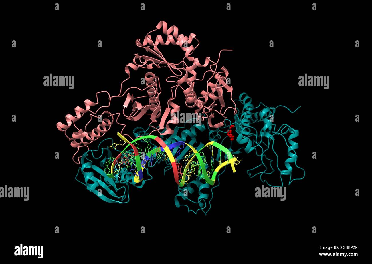 Structure of HIV-1 reverse transcriptase in complex with RNADNA and ...