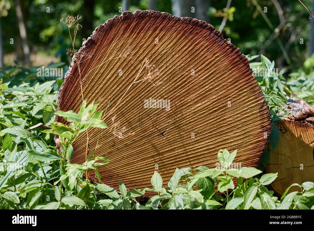 Cross section of tree hi-res stock photography and images - Alamy