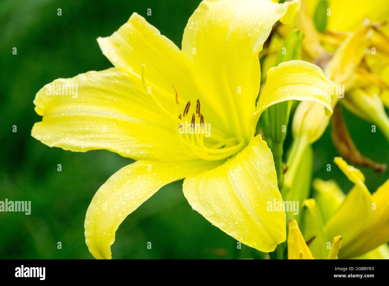 Yellow daylily Hemerocallis flower 'Shooting Star' Stock Photo