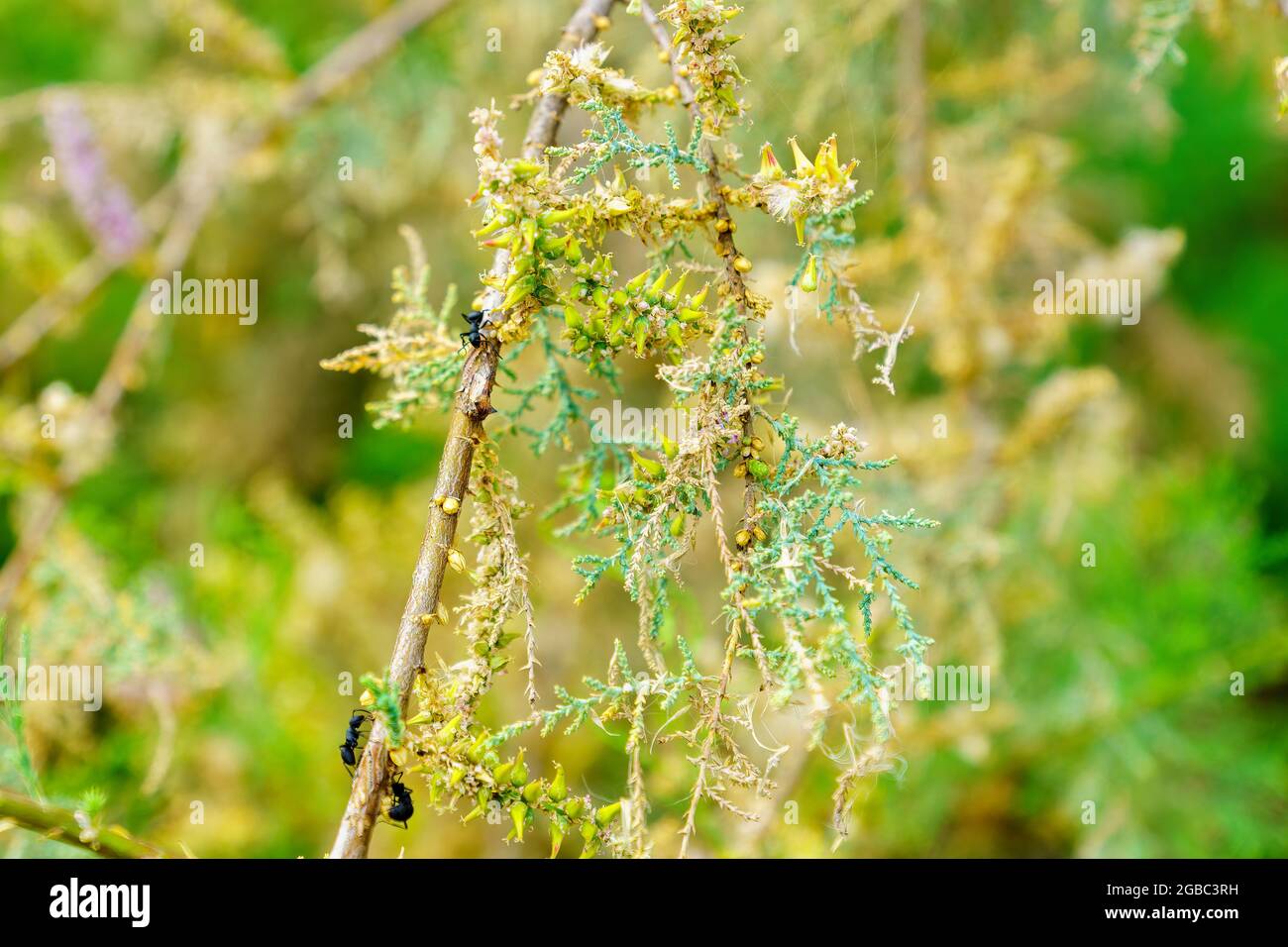 View of a Polyrhachis lacteipennis ant, nursing an Aphid on a branch of a Tamarix tree, in Einot Tzukim (Ein Feshkha) Nature Reserve Stock Photo