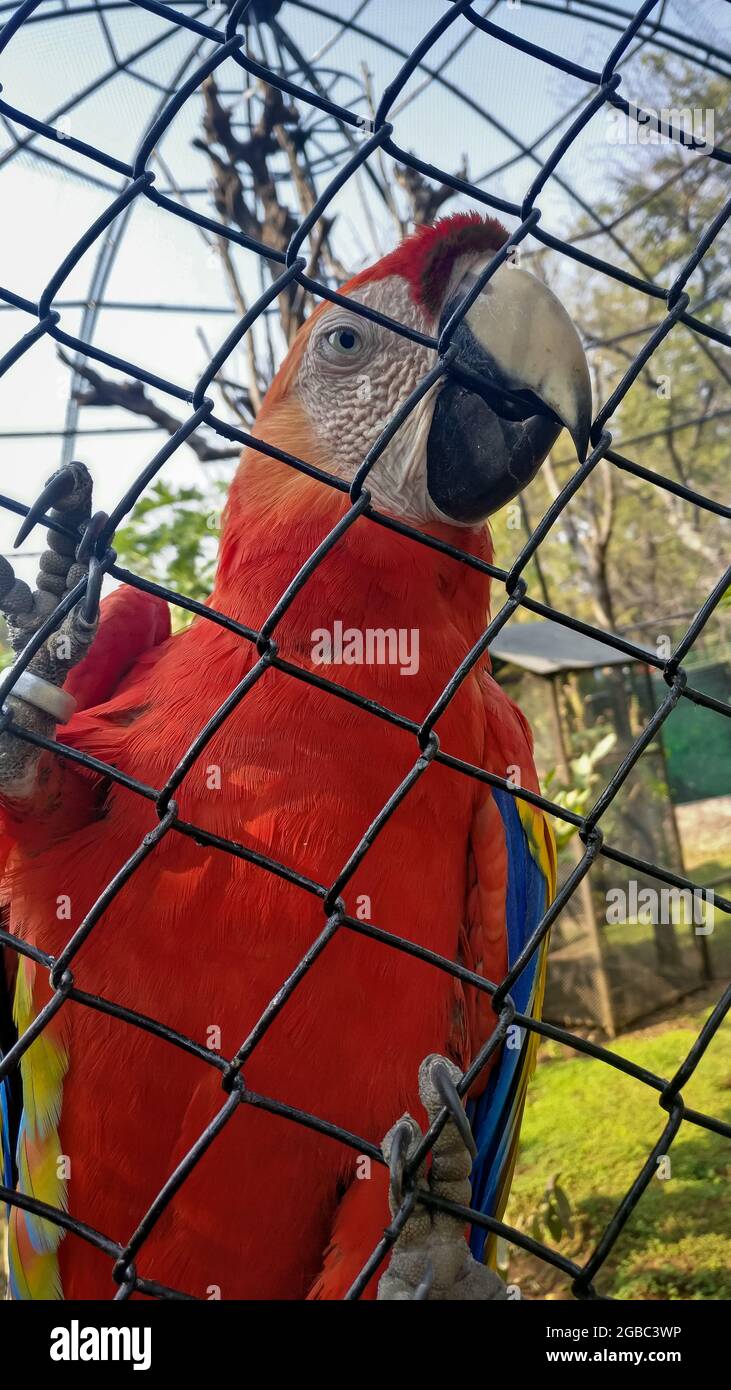 Picture of The Macaw Parrot In The Cage At Zoo Stock Photo - Alamy
