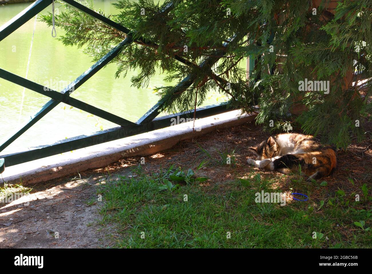 Cat Laying in Shadow at Riverside Stock Photo Alamy