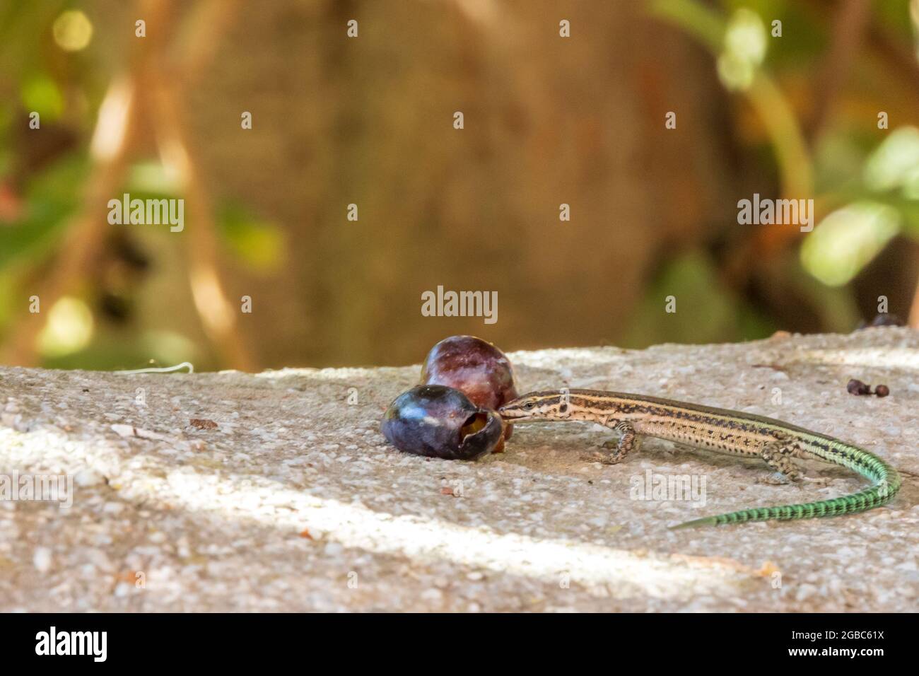 Podarcis hispanicus, Spanish Wall Lizard Stock Photo