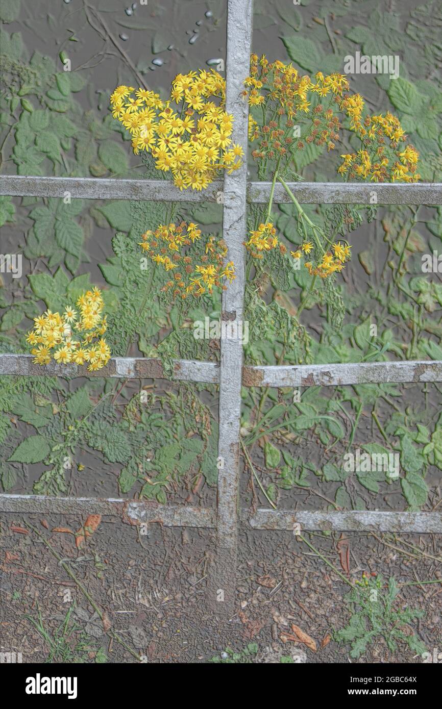 Embossed wildflowers growing a rusty iron fence. Flowers and energy rustic concept. Embossed yellow flower art. Yellow meadow flowers embossed, UK. Stock Photo