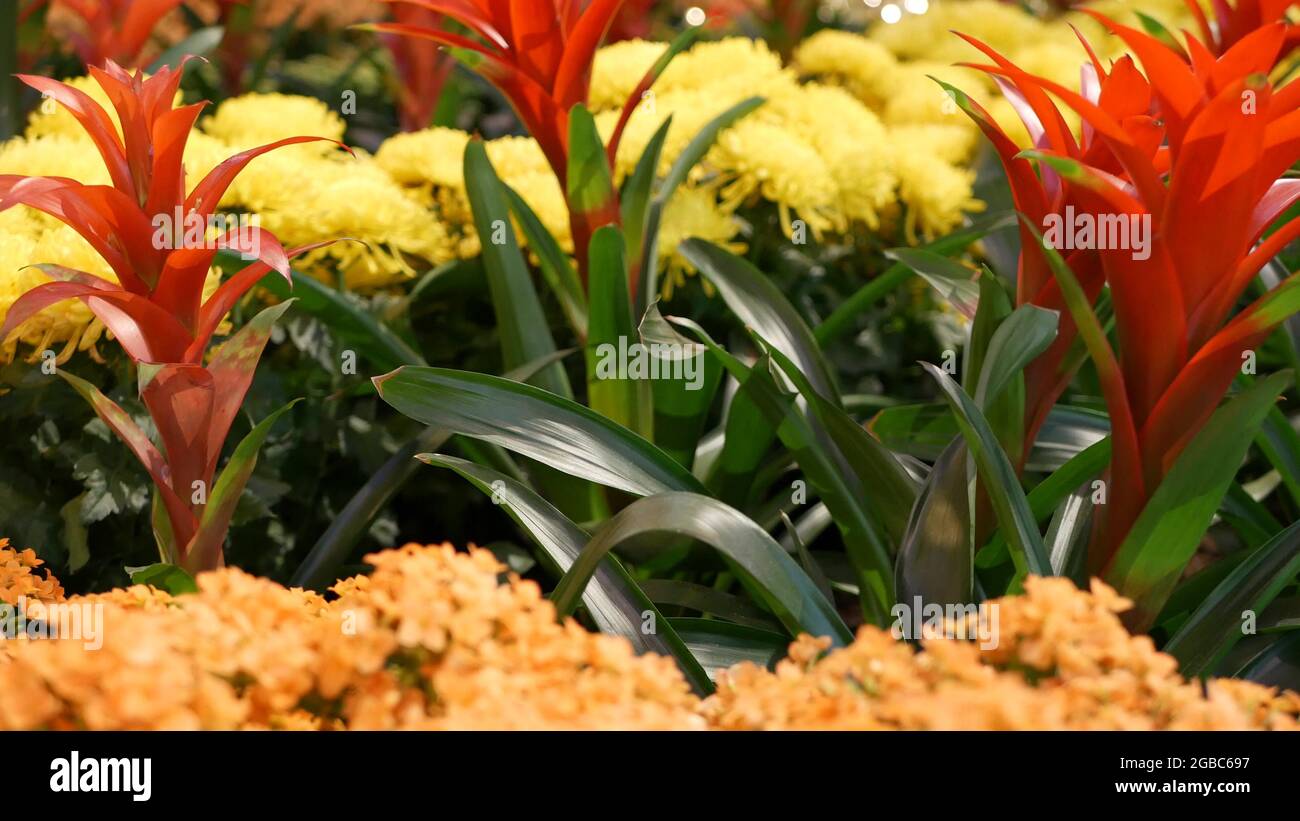 Flowers decoration for Chinese New Year. Red yellow ornamental flowerbed from chrysanthemum, hydrangea and guzmania. Multicolored bloom of juicy exoti Stock Photo