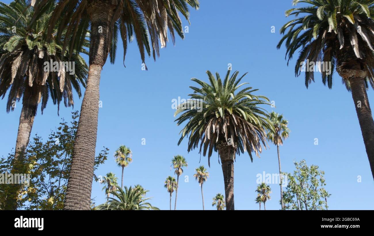Palm trees along boulevard, Beverly Hills, Los Angeles, California, United  States of America Stock Photo - Alamy