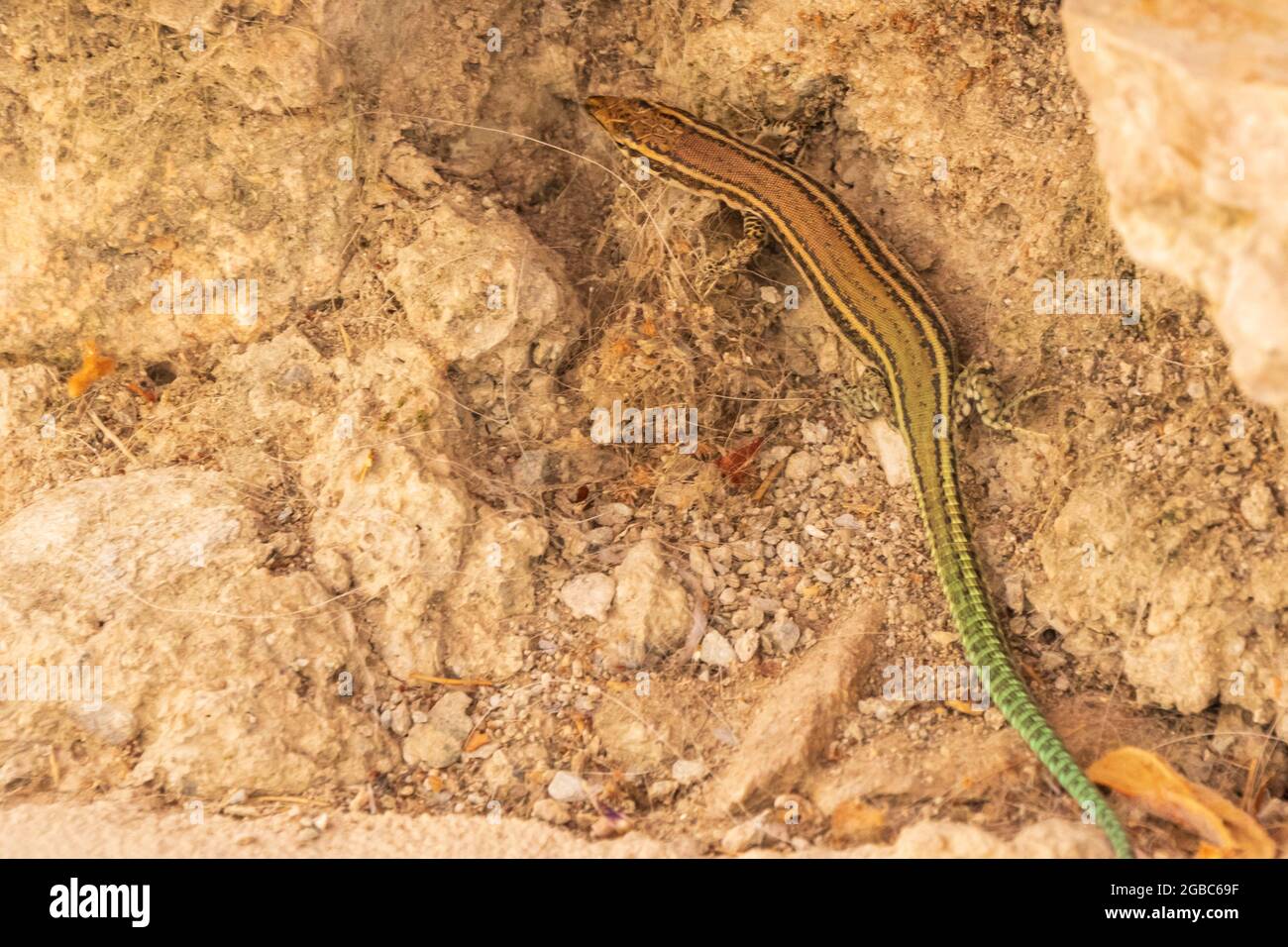 Podarcis hispanicus, Spanish Wall Lizard Stock Photo