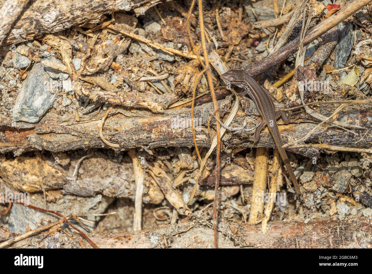 Long sand racer hi-res stock photography and images - Alamy
