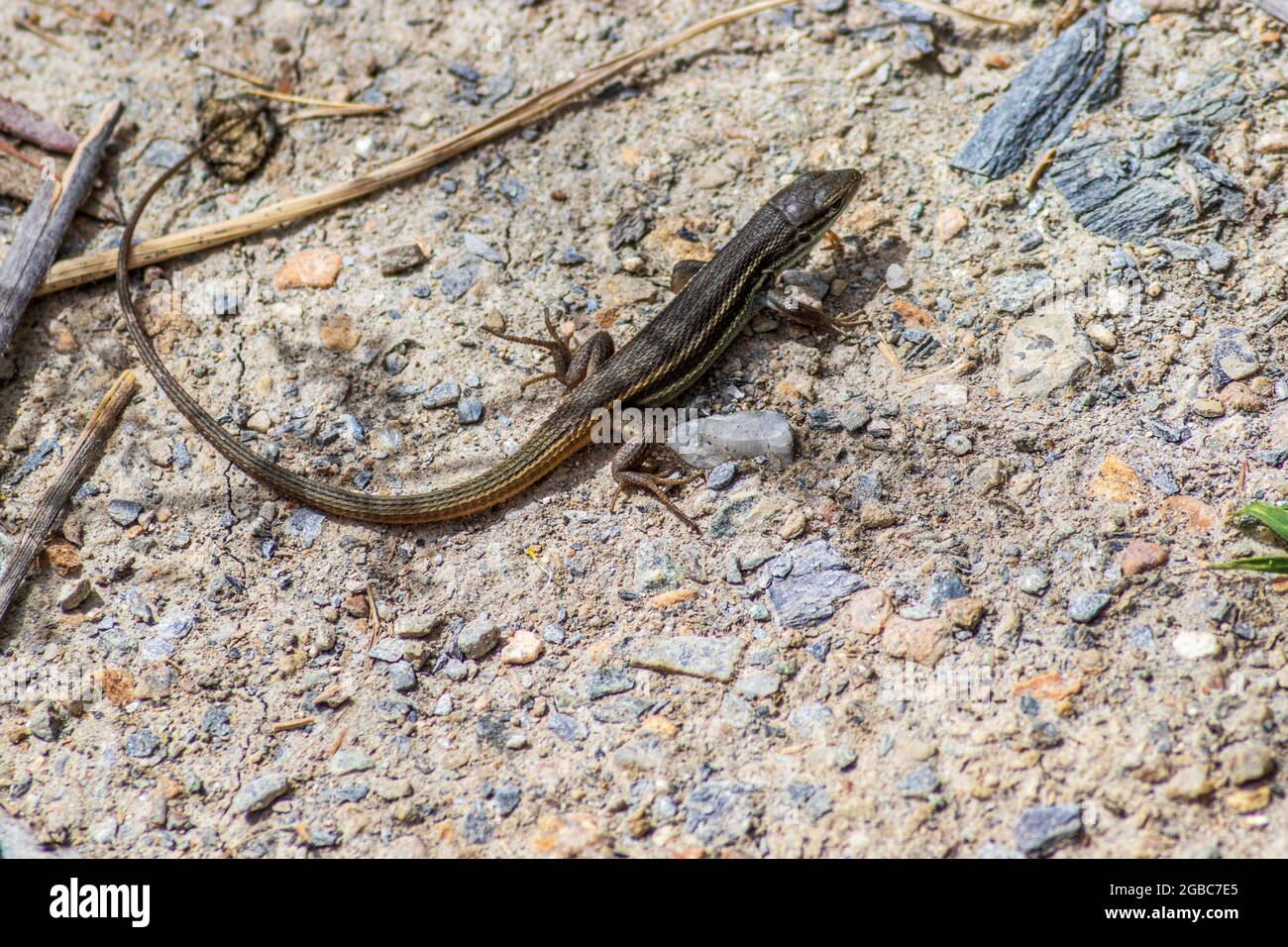 Algerian psammodromus lizard hi-res stock photography and images - Alamy