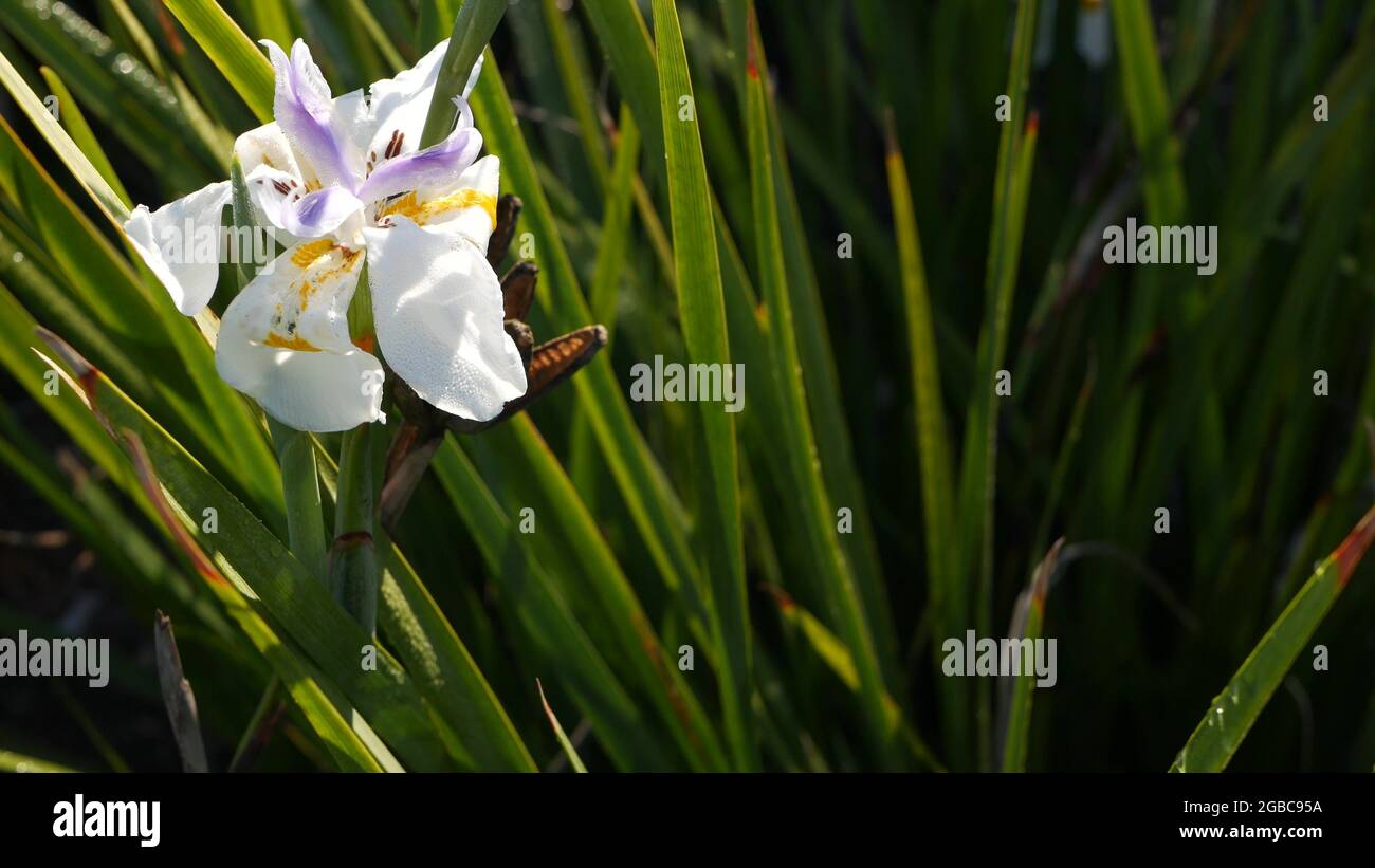 White iris flower blossom, gardening in California, USA. Delicate bloom in spring morning garden, drops of fresh dew on petals. springtime flora in so Stock Photo