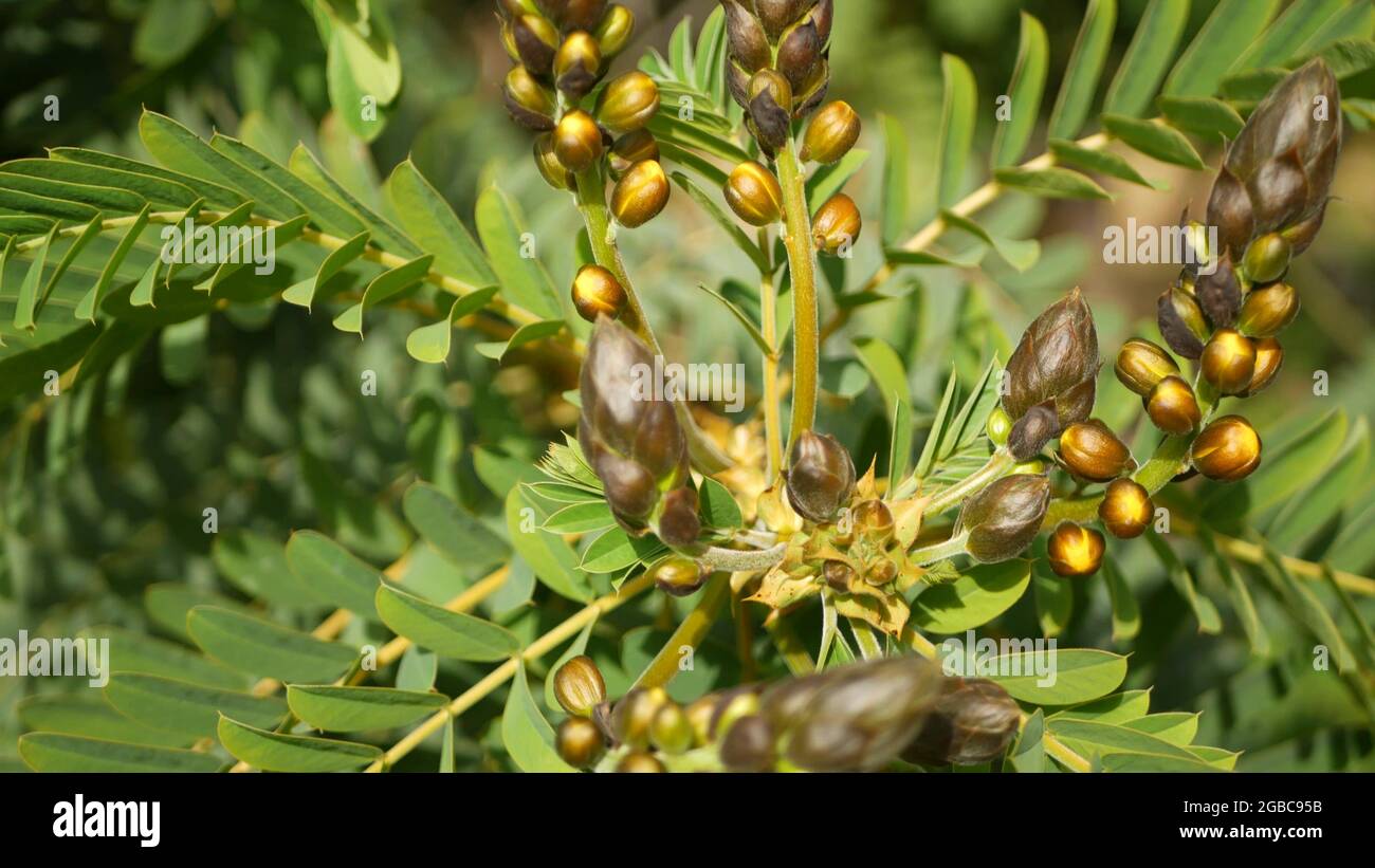 African senna flowers blossom, gardening in California, USA. Natural botanical close up background. Yellow bloom in spring morning garden, fresh sprin Stock Photo