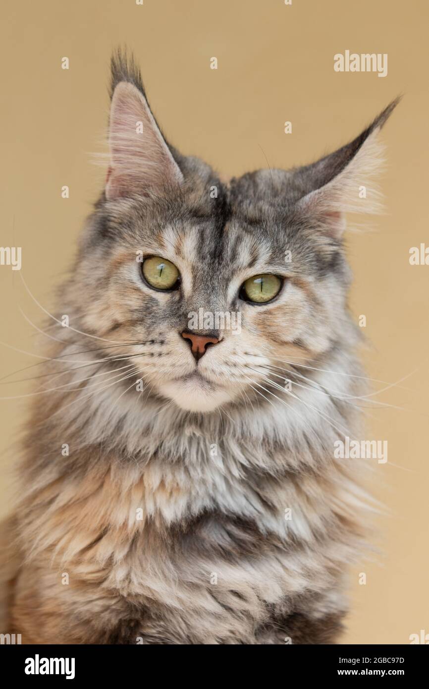 beautiful female maine coon cat black silver tortie Stock Photo - Alamy