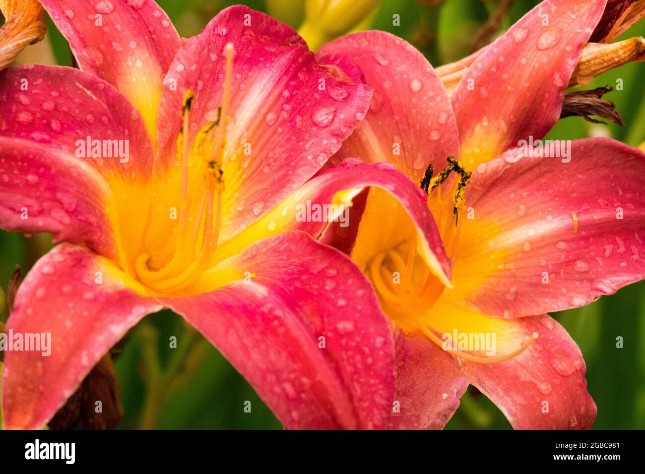 Rose Daylily flower Hemerocallis 'Cherry Cheeks' Stock Photo