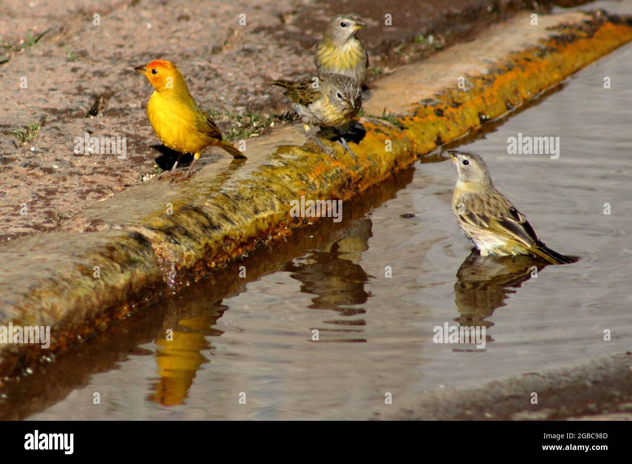 Caneiro Rinder Canário do reino Stock Photo - Alamy