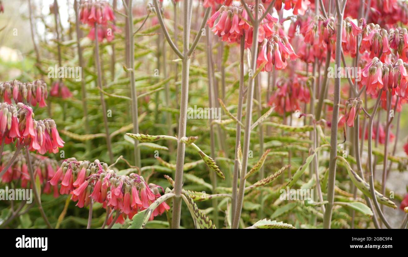 Lucky bells pink flower in garden, California USA. Mother of thousands springtime bloom, meadow romantic botanical atmosphere, delicate mexican hat ka Stock Photo