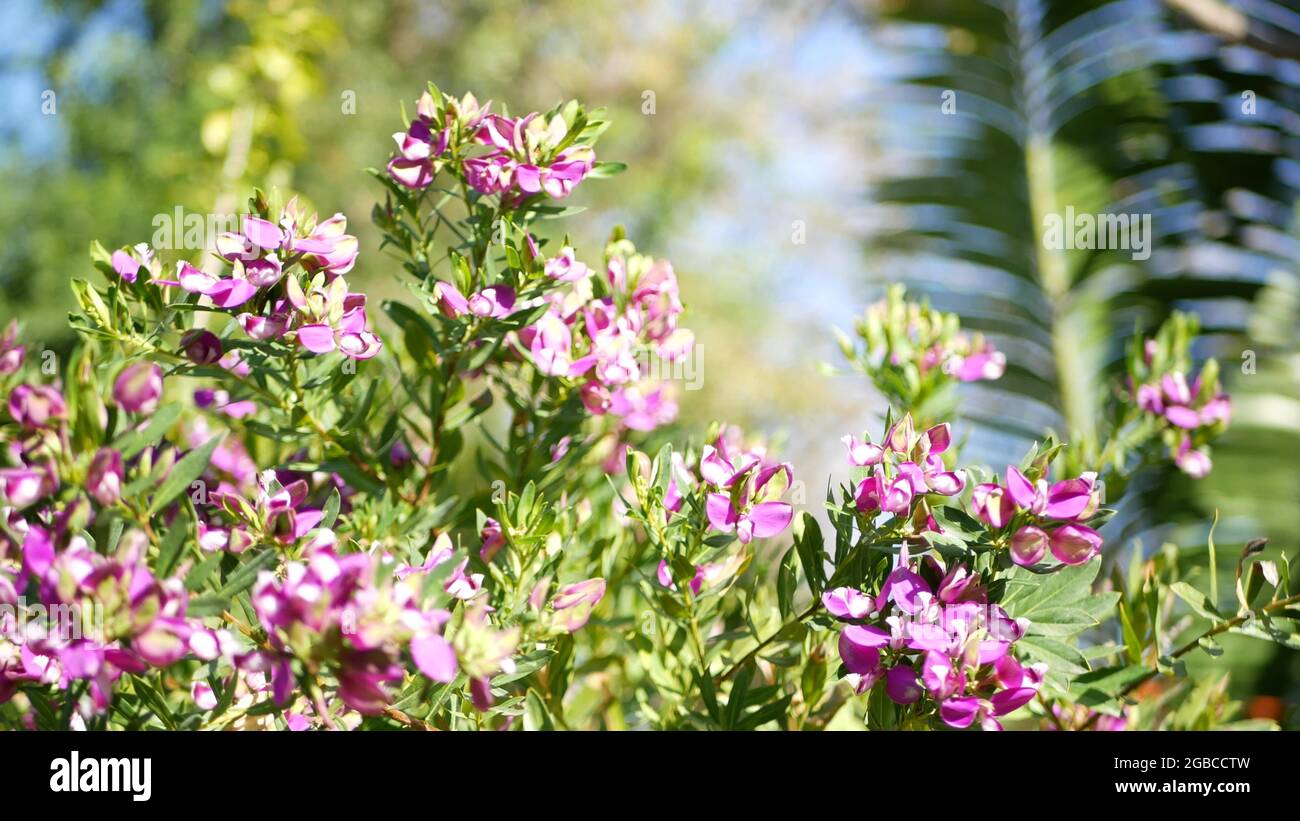 Myrtle Leaf Milkwort Purple Flower California USA Polygala Myrtifolia myrtle-leaf-milkwort-purple-flower-california-usa-polygala-myrtifolia
