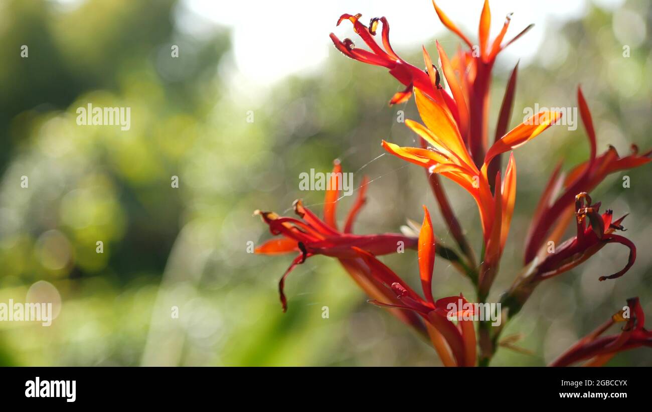 Red canna indica flower, dark green leaves, California, USA. Elegant arrowroot floral blossom. Exotic tropical jungle rainforest botanical atmosphere. Stock Photo