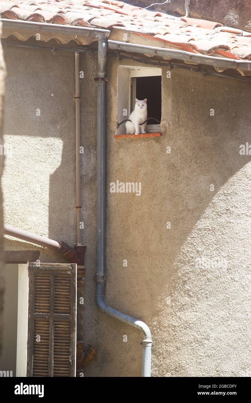 Fearless white cat sitting at the edge of a window in a village in the south of France Stock Photo
