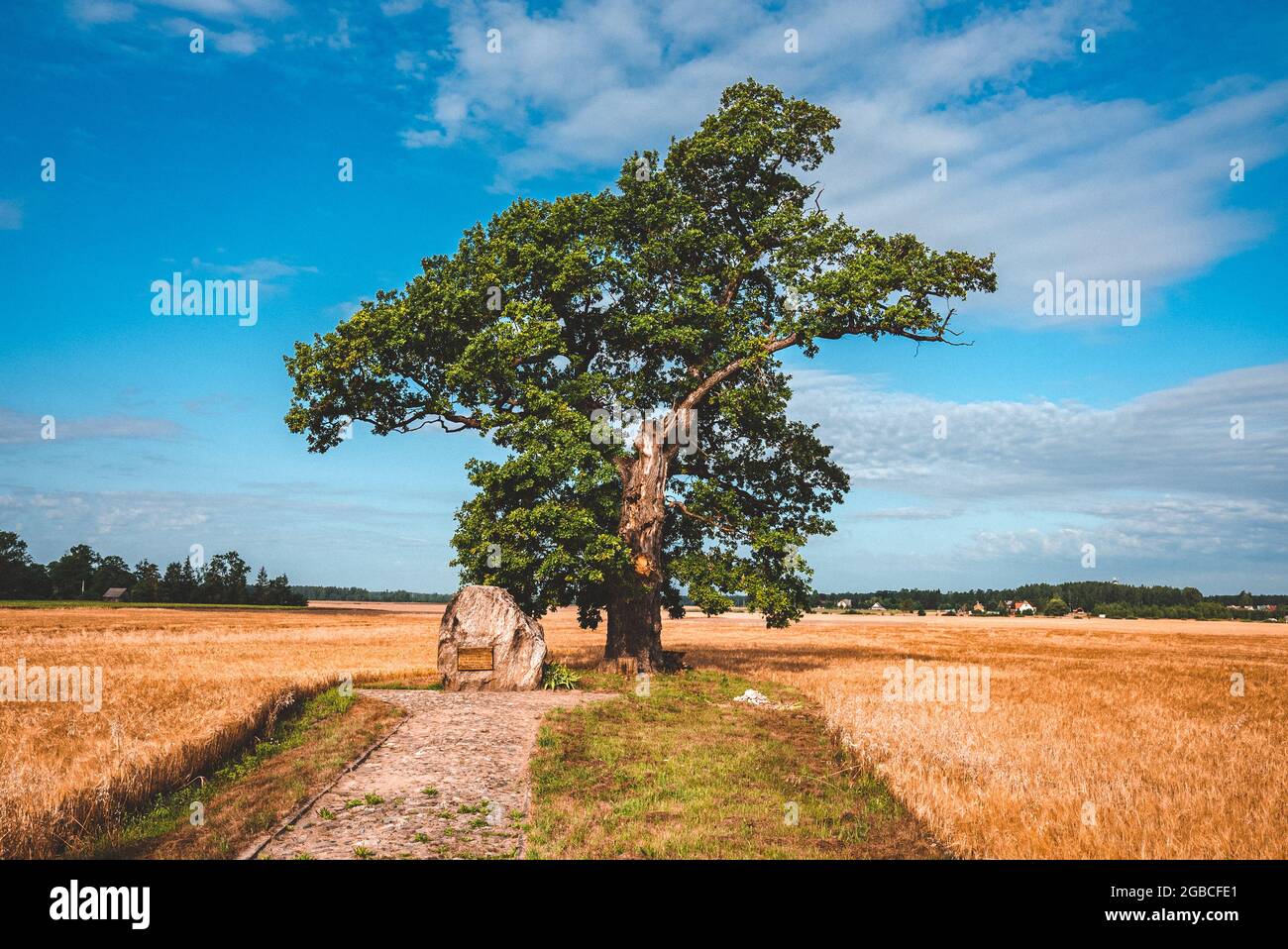 Lone oak tree sunrise in hi-res stock photography and images - Alamy