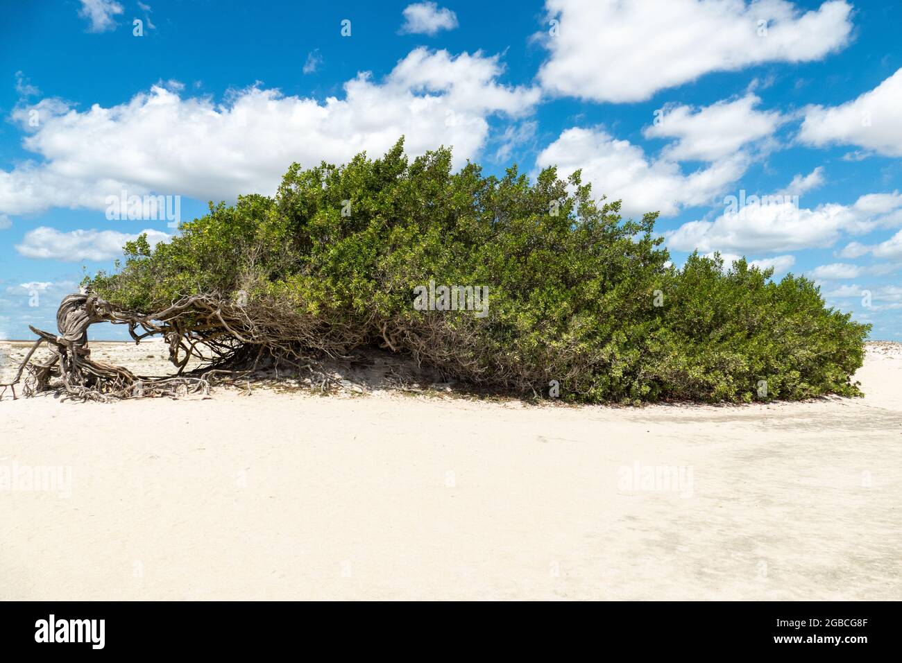 The Laziness Tree is a tree that has been shaped by the action of the wind, bending over the sand of Jericoacoara, State of Ceara, Brazil Stock Photo