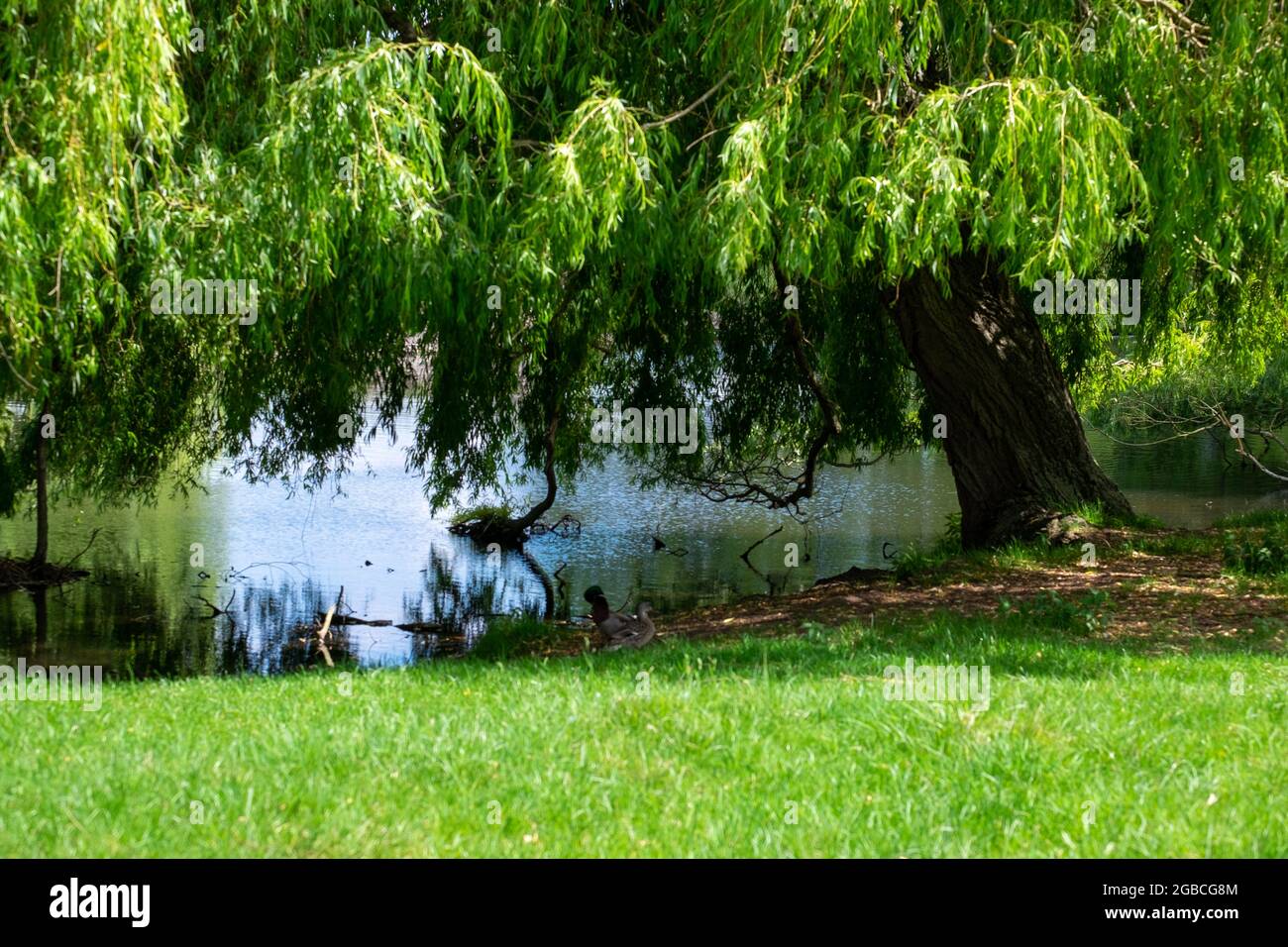 Home park, hampton court, blue sky, summer Stock Photo Alamy