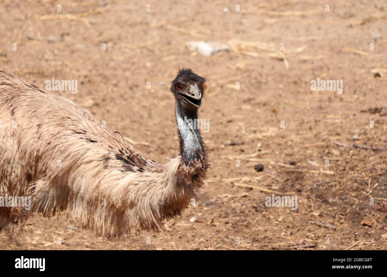 Ostrich walking on  the ground at zoo Stock Photo