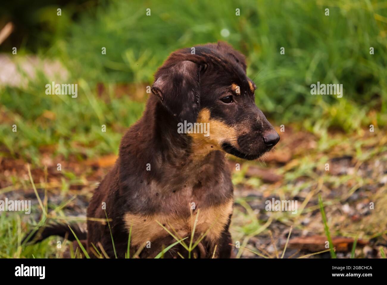 Dog sitting on the ground in grass Stock Photo