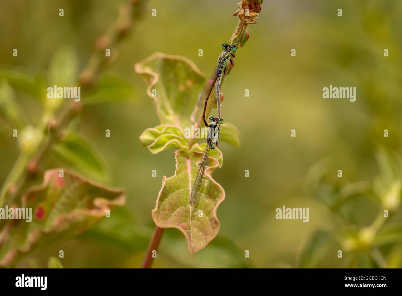 Dragonfly sitting on the flower , Red Dragonfly Stock Photo - Alamy