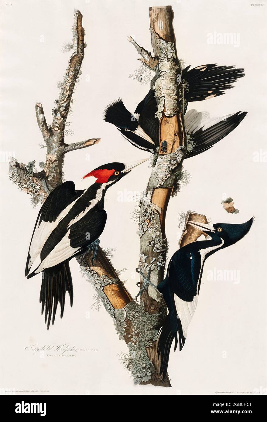 Ivory-billed Woodpecker from Birds of America (1827) by John James Audubon (1785 - 1851), sketched by Robert Havell (1793 - 1878). The original Birds Stock Photo