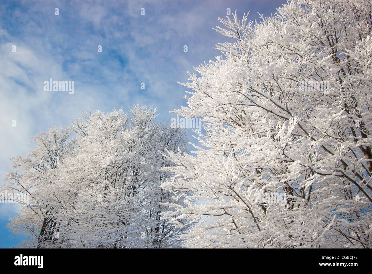 Oak tree snow sunset hi-res stock photography and images - Alamy