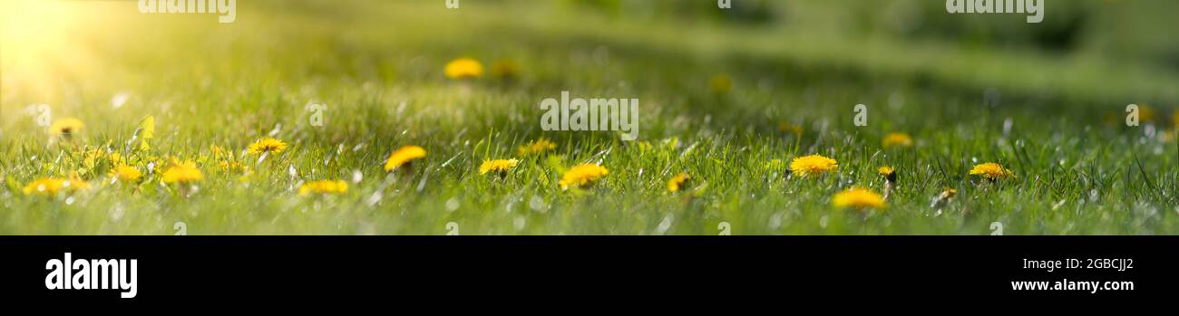 Panorama of blurred yellow dandelion flowers on green lawn. Bright spring background with sunbeams Stock Photo