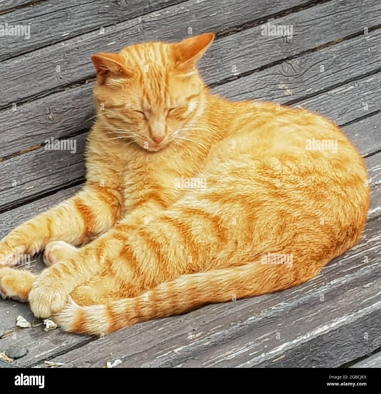 A street red cat basks in the sun on a bench, outdoors, in a summer ...