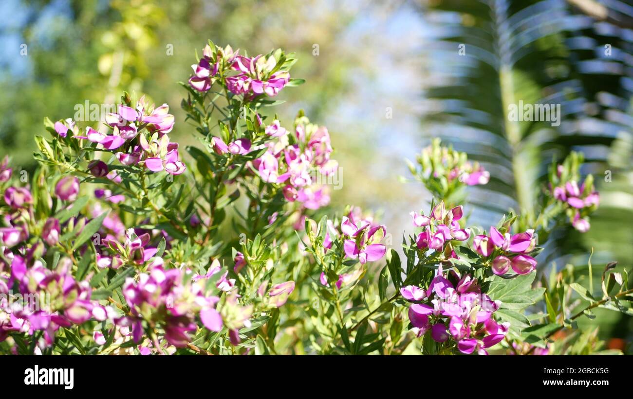 Myrtle leaf milkwort purple flower, California USA. Polygala myrtifolia springtime bloom. Home gardening, american decorative ornamental houseplant, n Stock Photo