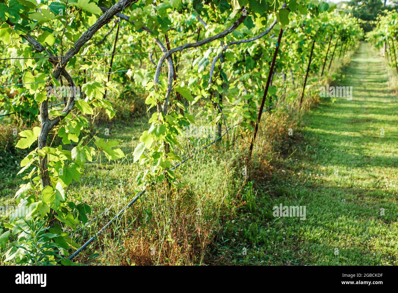 Louisiana Northshore,Mandeville Pontchartrain Vineyards,vineyard grapes grapevines growing vines green, Stock Photo