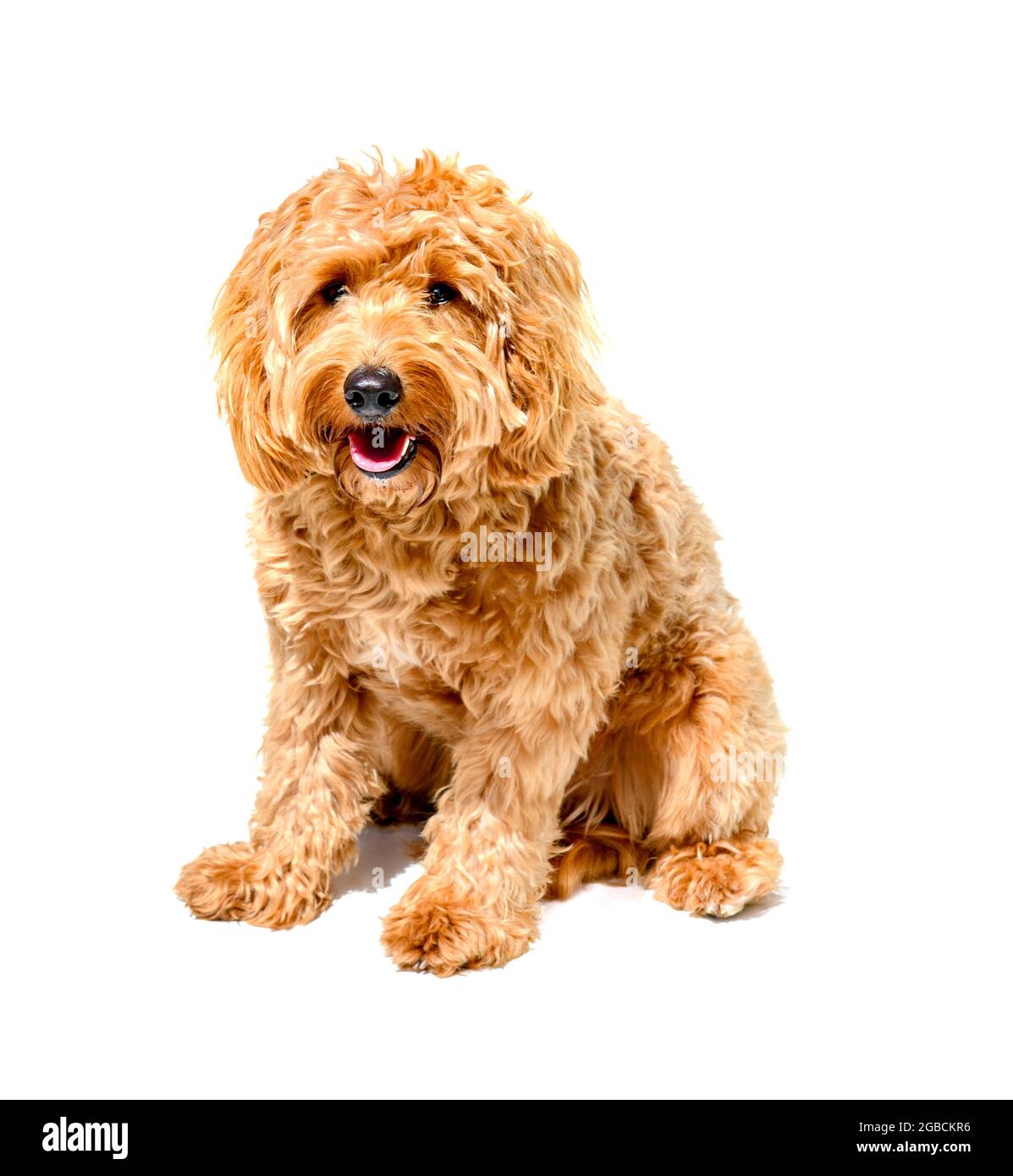 Charlie a one year old a tan coloured cocker spaniel x poodle crossbreed dog or cockerpoo on a white background Stock Photo