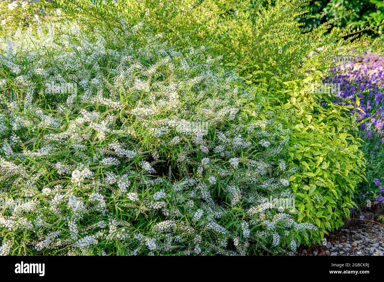 A group of Hebe Kirkii a summer flowering bush with white flowers in full bloom Stock Photo