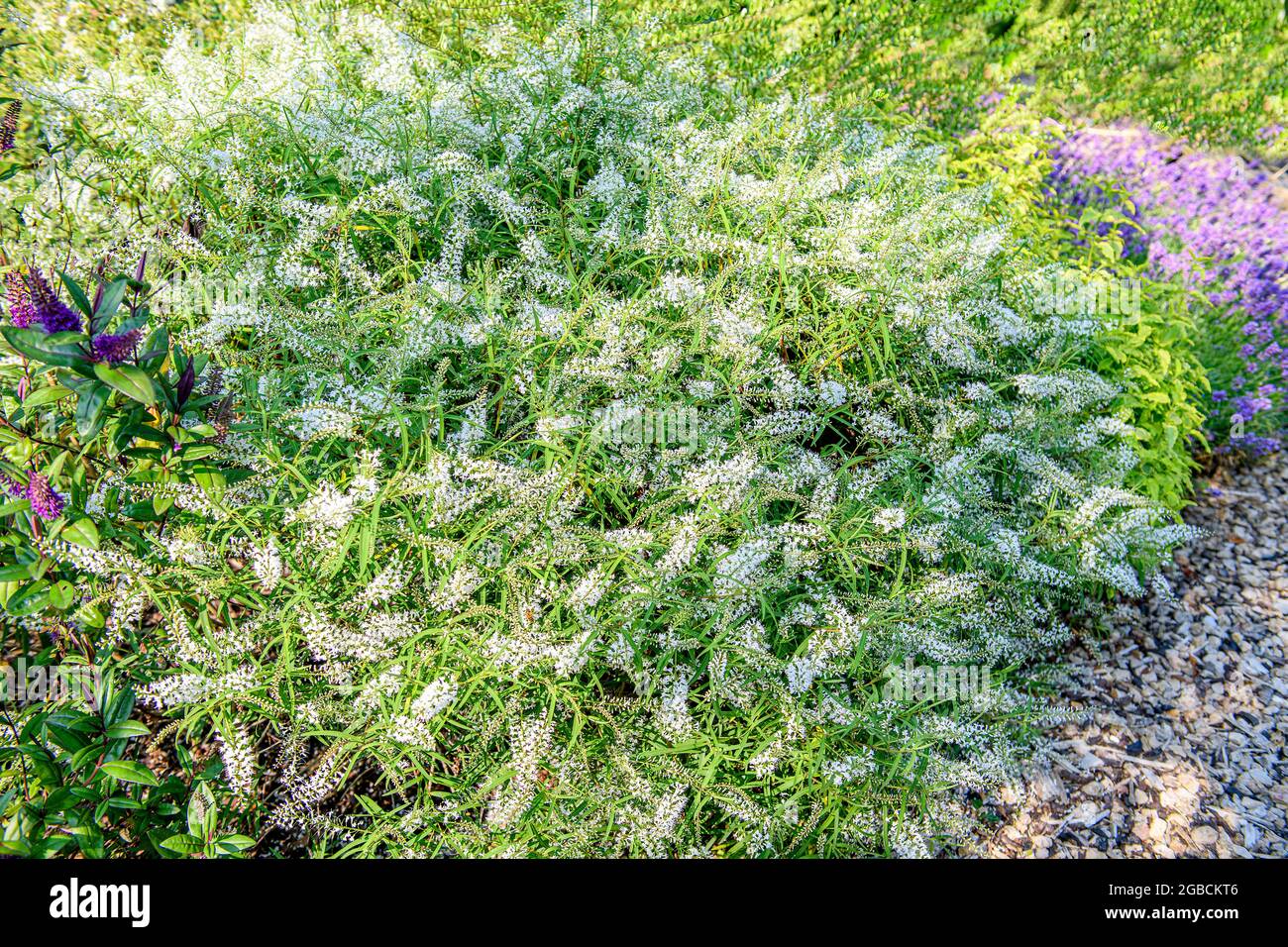 A group of Hebe Kirkii a summer flowering bush with white flowers in full bloom Stock Photo