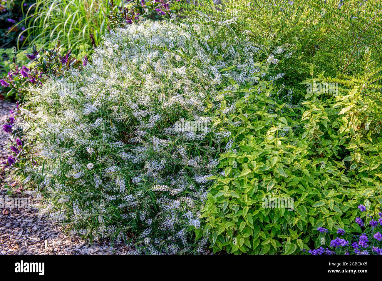 A group of Hebe Kirkii in full bloom Stock Photo