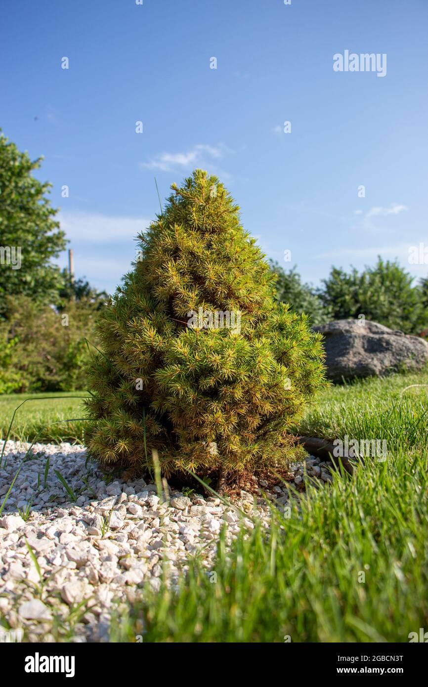 Spruce tree growing in the lawn between decorative stones, landscaping Stock Photo