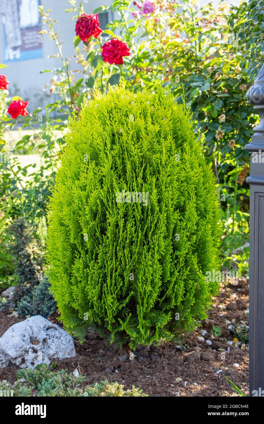 round fluffy Pinus mugo mughus pine on the background of 2 topiary clipped spherical Spires, daylily, red blooming Weigela on a mulched flowerbed and Stock Photo