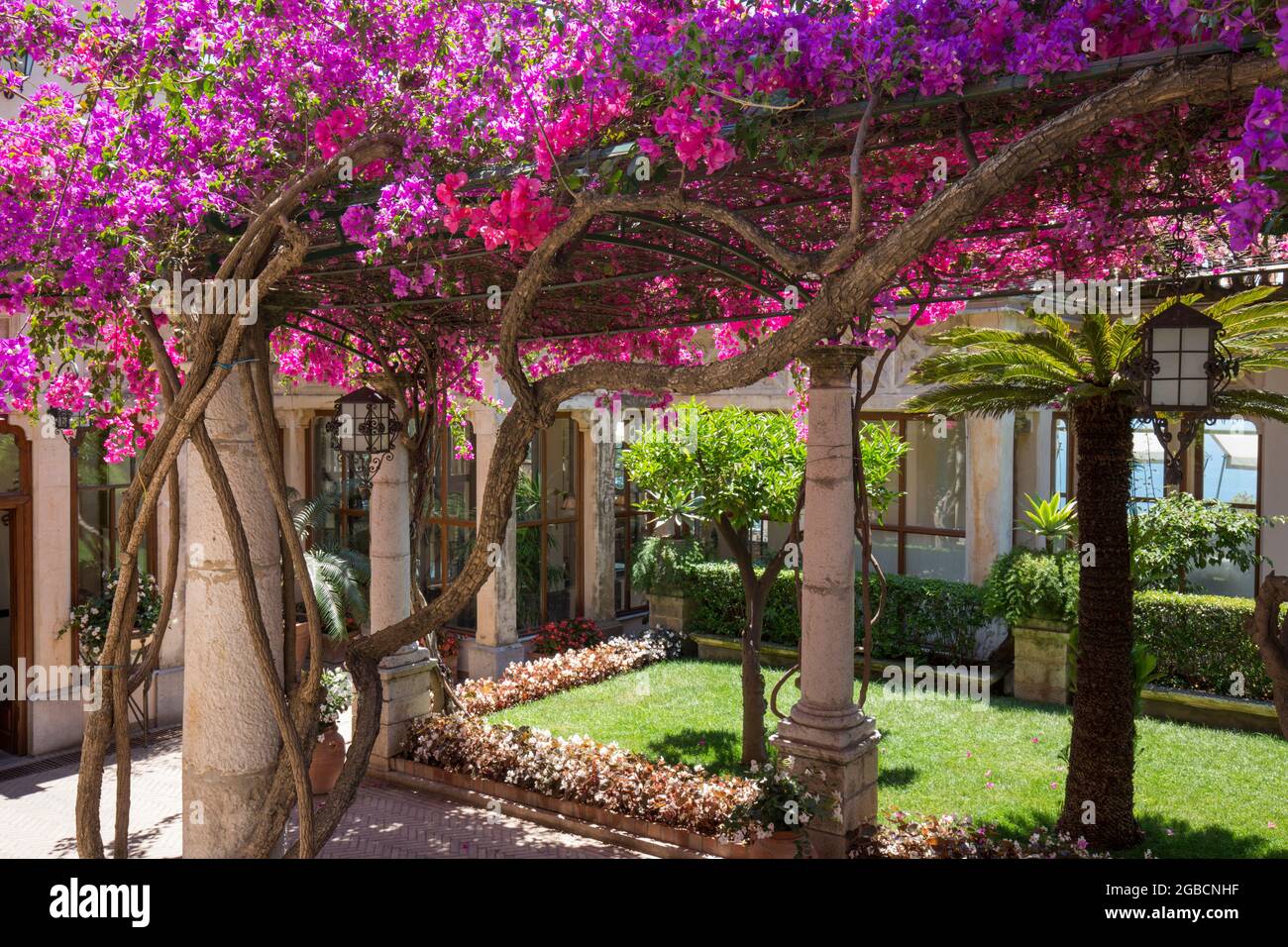Bougainʋillea flowers flowering pergola hi-res stock photography and images - Alaмy