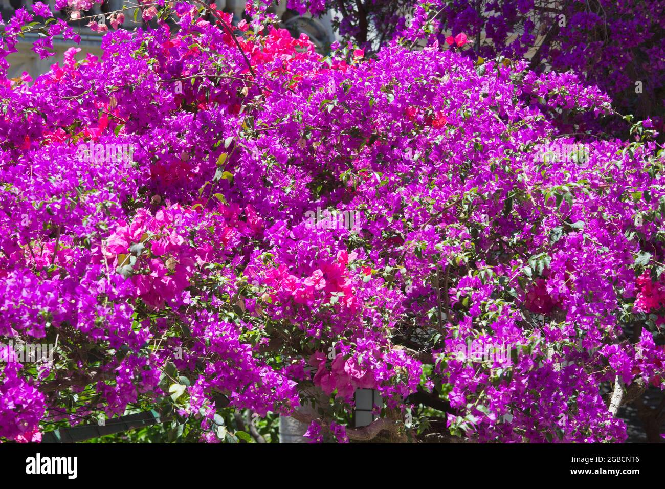Taormina, Messina, Sicily, Italy. Attractive canopy of pink bougainvillea adorning typical pergola in the heart of the Old Town. Stock Photo